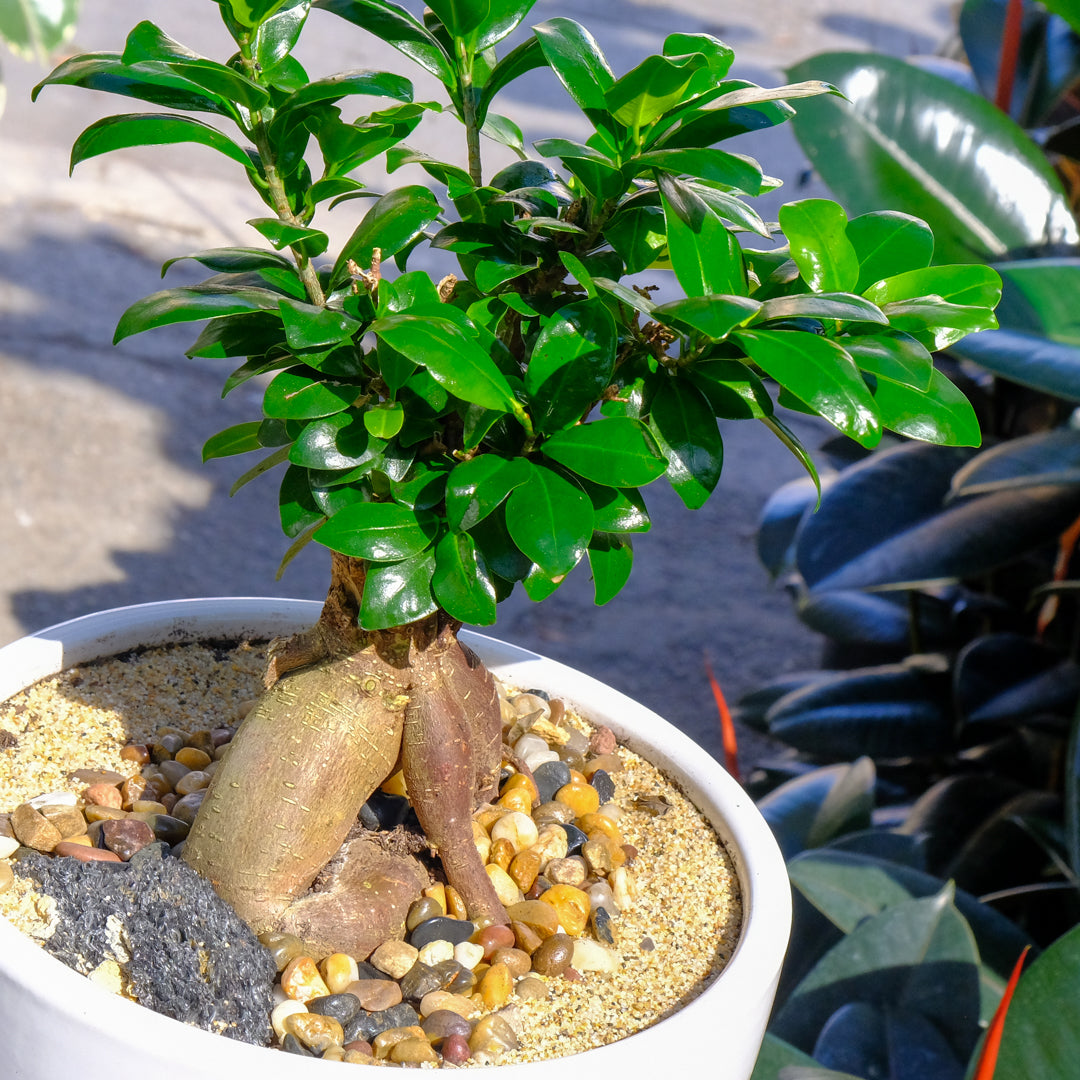 Ficus Ginseng Bonsai ficus-ginseng-bonsai