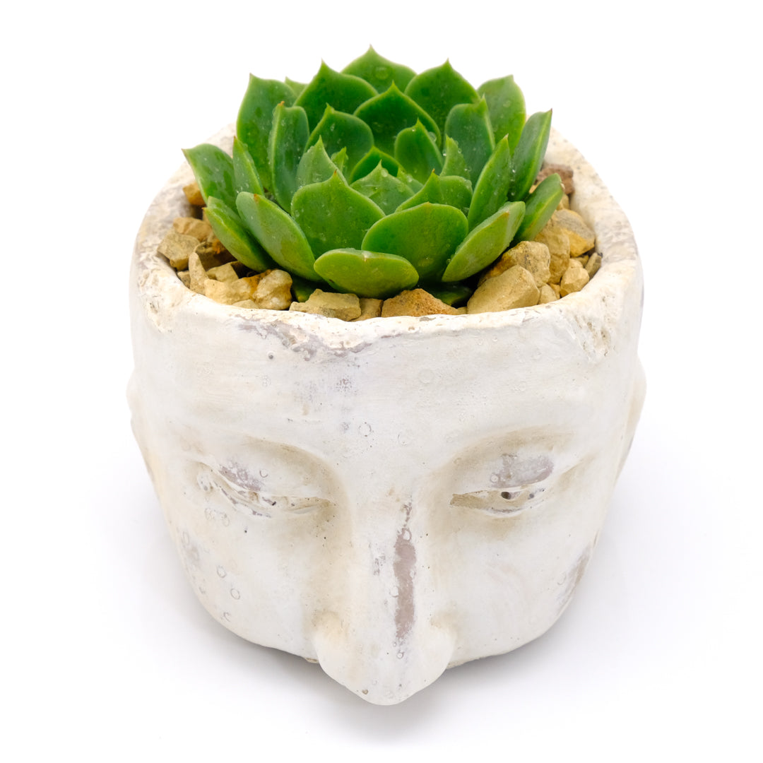 Heads Up Succulents