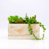 Boxed Succulents