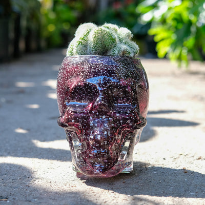 Skull Cactus