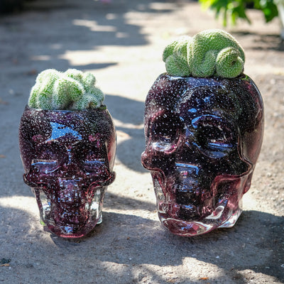 Skull Cactus