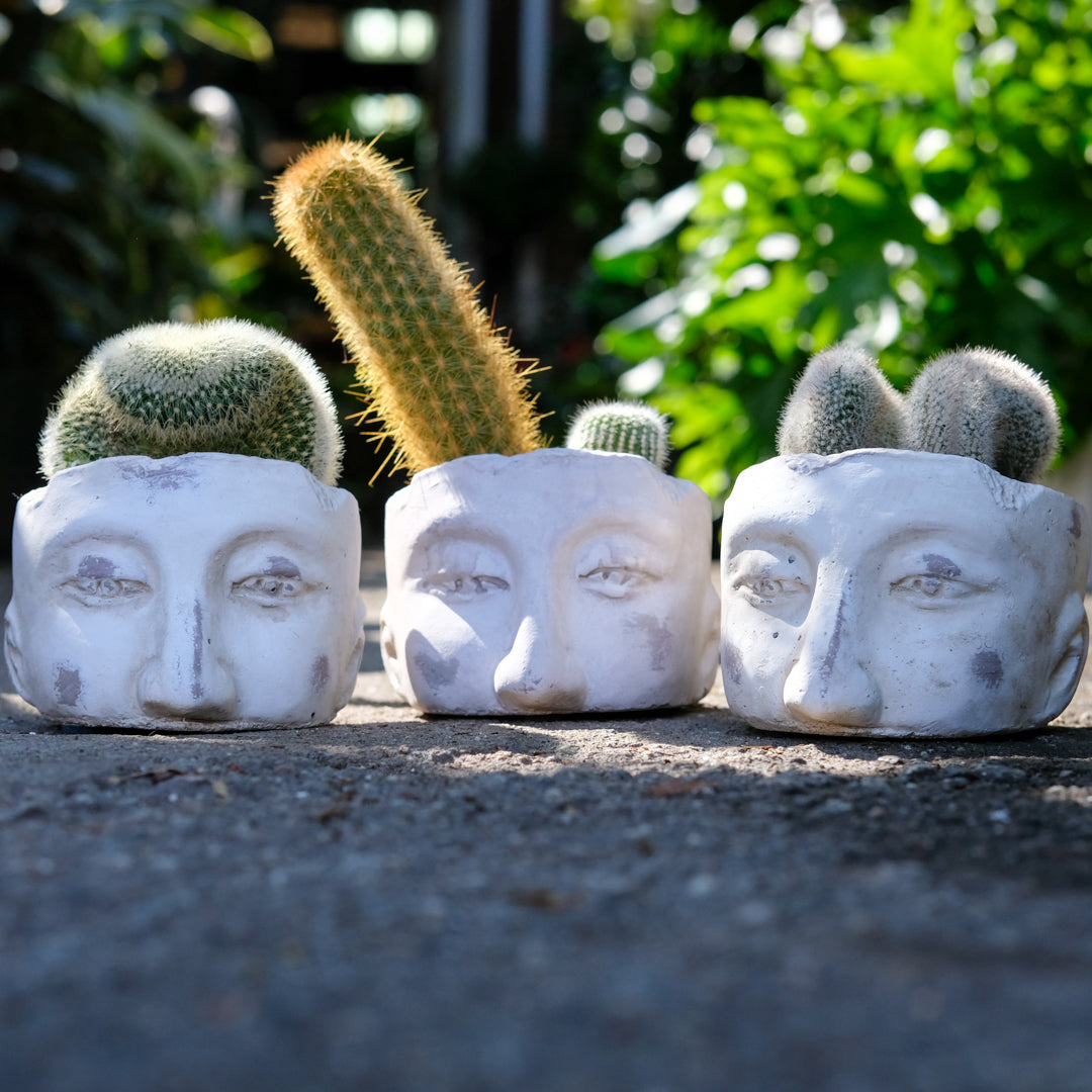 Brain Cacti in Ceramic Skull