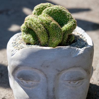 Heads Up Cactus