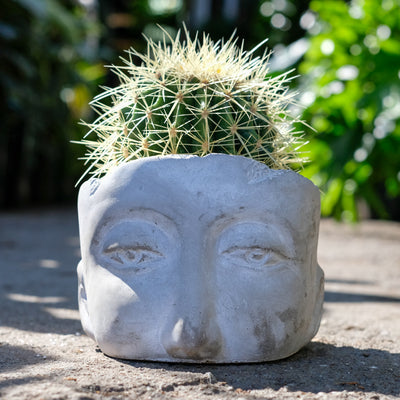 Heads Up Cactus