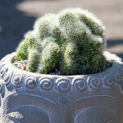 Zen Cactus