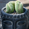 Zen Cactus