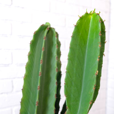 Double Euphorbia Ingens