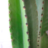 Double Euphorbia Ingens Jr.