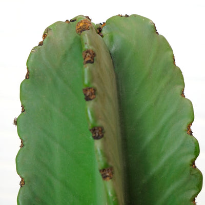 Euphorbia Ingens Jr.
