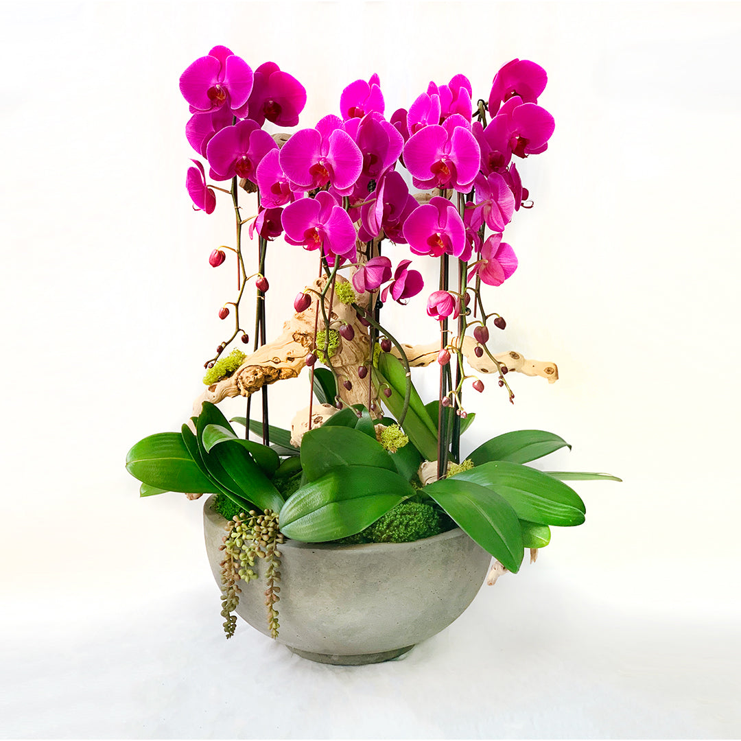 Premium long cascading orchids in a rustic round bowl