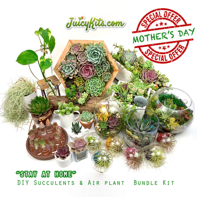 “Stay At Home” DIY Succulent & Air Plant Bundle Kit